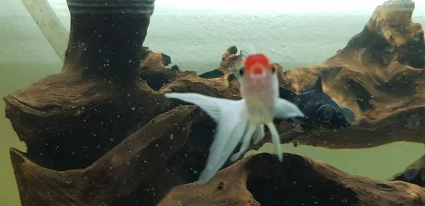 Goldfische mit großen Augen im Aquarium — Stockfoto