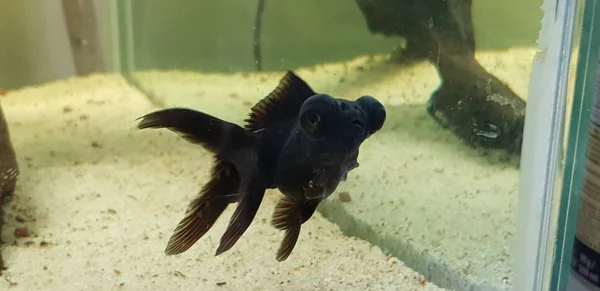 Velké oko zlatá rybka v akváriu — Stock fotografie