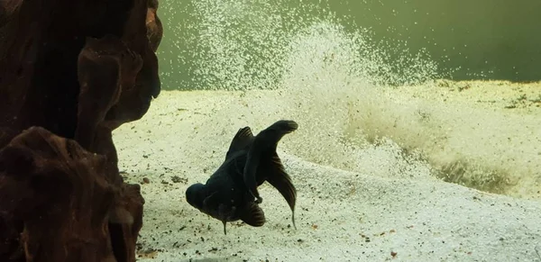 Goldfische mit großen Augen im Aquarium — Stockfoto