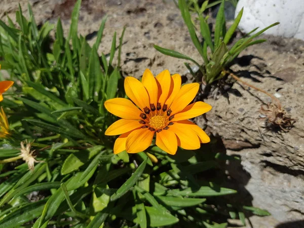Bahçede sarı çuha çiçeği ve güneşli bir günde — Stok fotoğraf