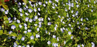 Güneşli bir günde çan çiçekleri tarlası