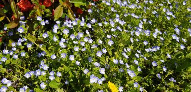Güneşli bir günde çan çiçekleri tarlası