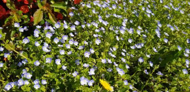 Güneşli bir günde çan çiçekleri tarlası