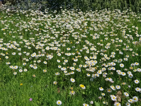 Fält av blommande prästkragar på solig dag — Stockfoto