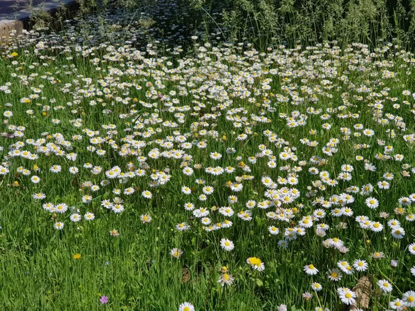 Fält av blommande prästkragar på solig dag — Stockfoto