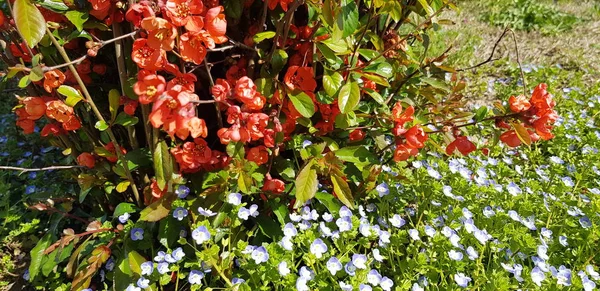 Campo de campanas flores en día soleado —  Fotos de Stock