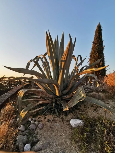 Hermosa planta de agave al atardecer en el jardín del desierto — Foto de Stock