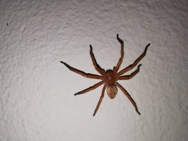 Beyaz Saray duvarındaki keman örümceği Loxosceles rufescens Dufour 'u izole etti