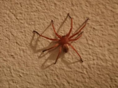 Beyaz Saray duvarındaki keman örümceği Loxosceles rufescens Dufour 'u izole etti