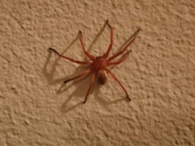 Beyaz Saray duvarındaki keman örümceği Loxosceles rufescens Dufour 'u izole etti