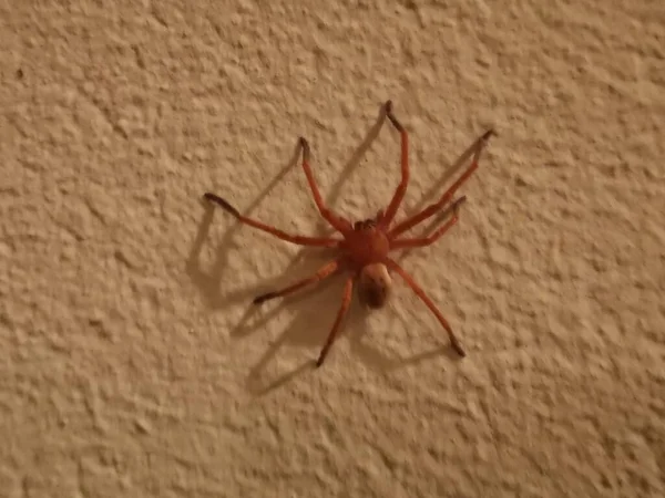 Beyaz Saray duvarındaki keman örümceği Loxosceles rufescens Dufour 'u izole etti