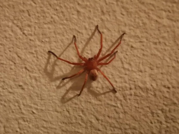Beyaz Saray duvarındaki keman örümceği Loxosceles rufescens Dufour 'u izole etti