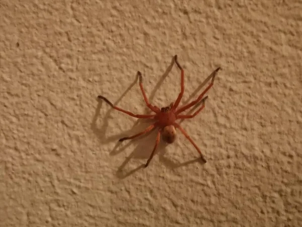 Beyaz Saray duvarındaki keman örümceği Loxosceles rufescens Dufour 'u izole etti