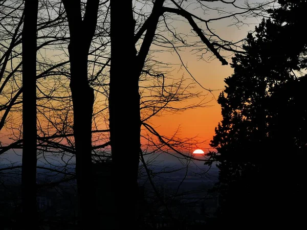 Wunderschöner Sonnenuntergang durch Vegetation und Laub — Stockfoto
