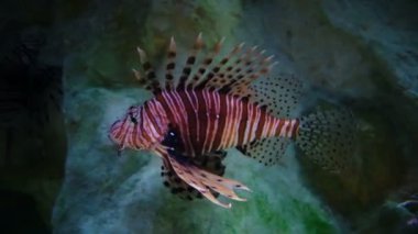Pterois volitans, deniz akvaryumunda gece akrep balığı yakıyor.