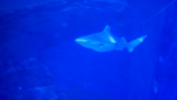 海洋水族館での雄のサメパノラマフィン目の歯 — ストック動画