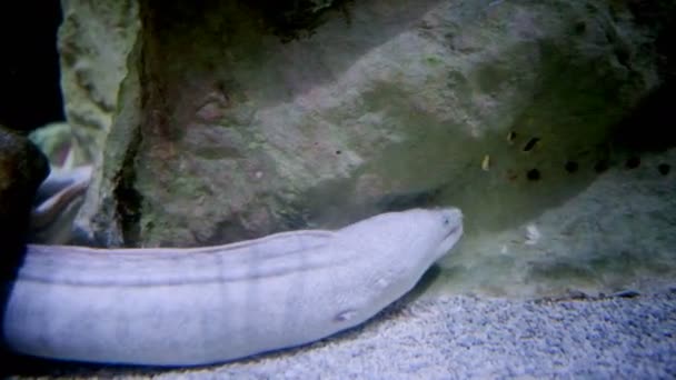 Morena Arrecife Blanco Acuario Marino — Vídeo de stock