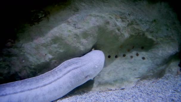 Murena Bianca Della Barriera Corallina Acquario Marino — Video Stock