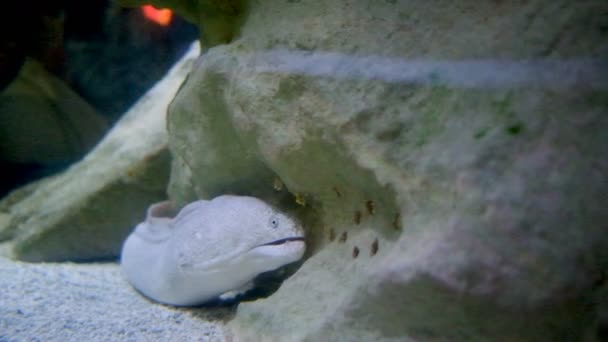 Witte Rifmurene Zeeaquarium — Stockvideo