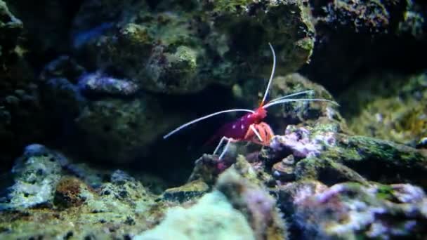 Lysmata Debelius Rock Topluluğunun Deniz Akvaryumunda — Stok video