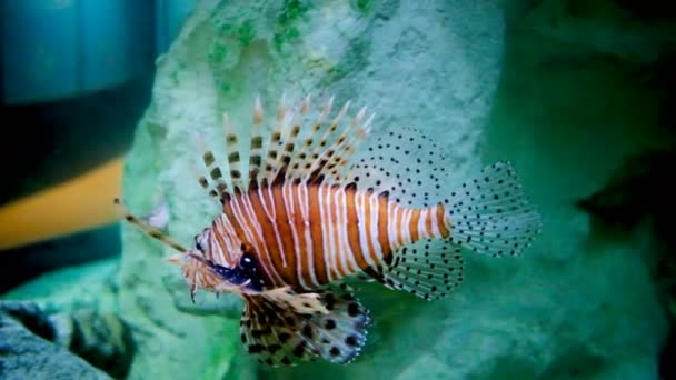 Pterois Volitans Aquário Marinho Comunitário Com Peixe Escorpião Iluminação Noturna — Vídeo de Stock