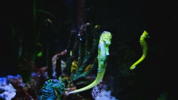Seahorse Close Marine Aquarium Corals Anemones — Stock Video