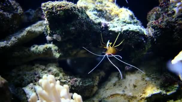 Lysmata Amboinensis Rock Community Marine Aquarium — Stock Video