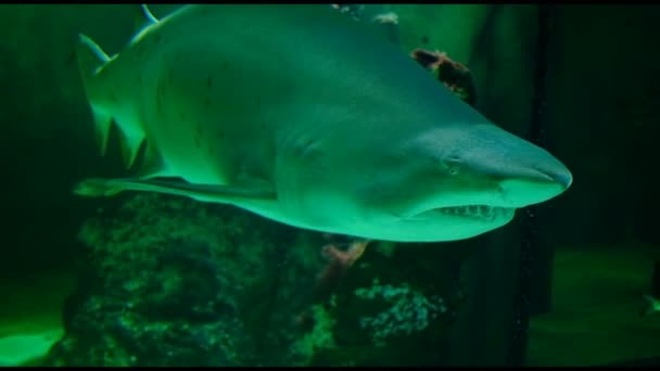Requin Taureau Dans Aquarium Marin Panorama Ailerons Yeux Dents — Video