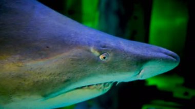 Deniz akvaryumundaki boğa köpekbalığının yüzgeç dişleri.