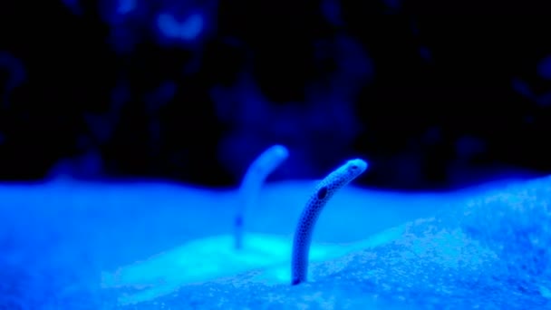 Enguia Areia Aquário Com Luz Azul Tempo Real — Vídeo de Stock