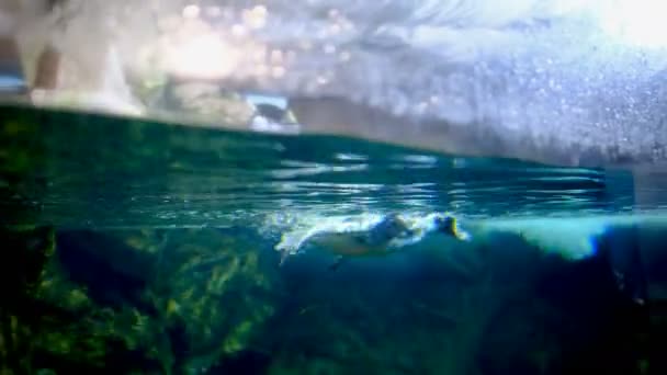 Pingüino Del Cabo Alergia Acuario Feliz — Vídeo de stock