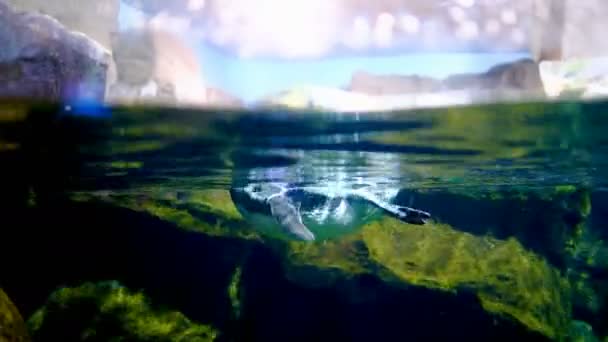 Cape Penguin Akuarium Alergi Dan Bahagia — Stok Video