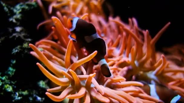 Pesci Pagliaccio Con Anemone Nella Comunità Acquario — Video Stock