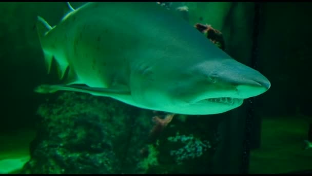 Byk Rekin Morskim Akwarium Panorama Płetwy Oczy Zęby — Wideo stockowe
