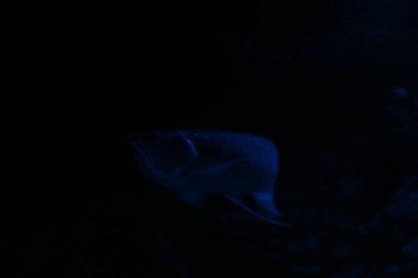 Gece mavi ışık akvaryumunda Osteoglossum bisiroz gümüş arowana