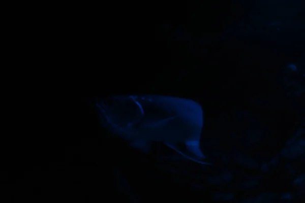 Osteoglossum Bicirrhosum Argent Arowana Dans Aquarium Lumière Bleue Nuit — Photo