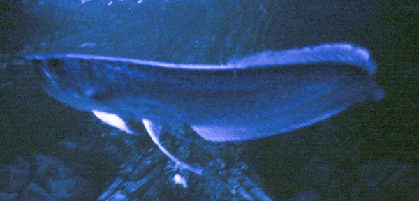 Osteoglossum Bicirrhosum Argent Arowana Dans Aquarium Lumière Bleue Nuit — Photo