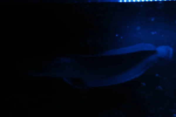 夜の青い光水族館でOsteoglossum Biirrosum銀Arowana — ストック写真
