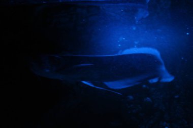 Gece mavi ışık akvaryumunda Osteoglossum bisiroz gümüş arowana