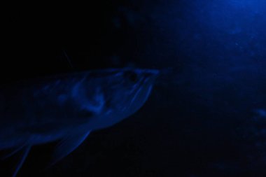 Gece mavi ışık akvaryumunda Osteoglossum bisiroz gümüş arowana