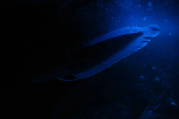 Osteoglossum Bicirrhosum Argent Arowana Dans Aquarium Lumière Bleue Nuit — Photo