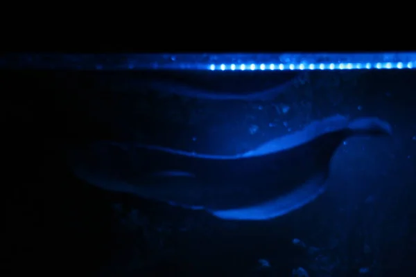 Остеогенез Двуциррозный Серебристый Ночном Синем Свете Аквариуме — стоковое фото