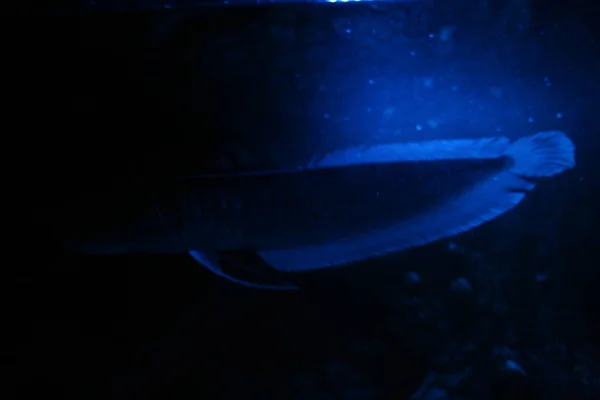 Osteoglossum Bicirrhosum Argent Arowana Dans Aquarium Lumière Bleue Nuit — Photo