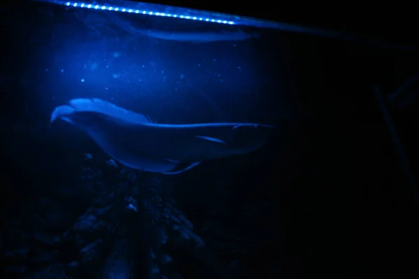 夜间蓝光水族馆中的龙舌兰银花 — 图库照片