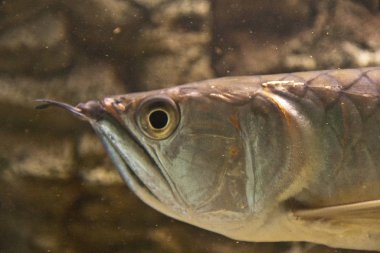 Güneş ışığı akvaryumunda Osteoglossum bisiroz gümüş arowana