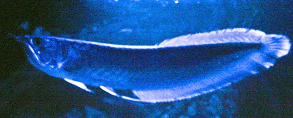 Osteoglossum Bicirrhosum Silver Arowana Akwarium Ciemnoniebieskim — Zdjęcie stockowe