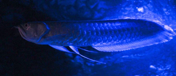 Osteoglossum Bicirrhosum Argent Arowana Dans Aquarium Lumière Bleue Nuit — Photo