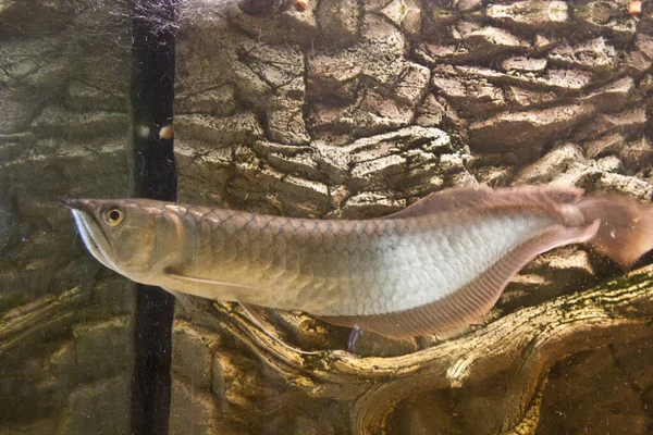 Osteoglossum Bicirrosum Argento Arowana Acquario Luce Solare — Foto Stock