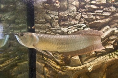 Güneş ışığı akvaryumunda Osteoglossum bisiroz gümüş arowana