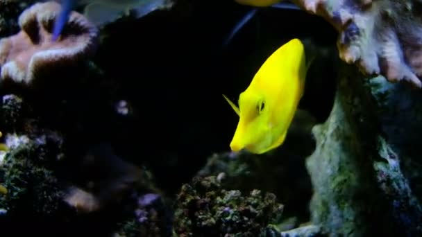 Yellow Surgeon Fish Community Aquarium Reef Rocks — Stock Video